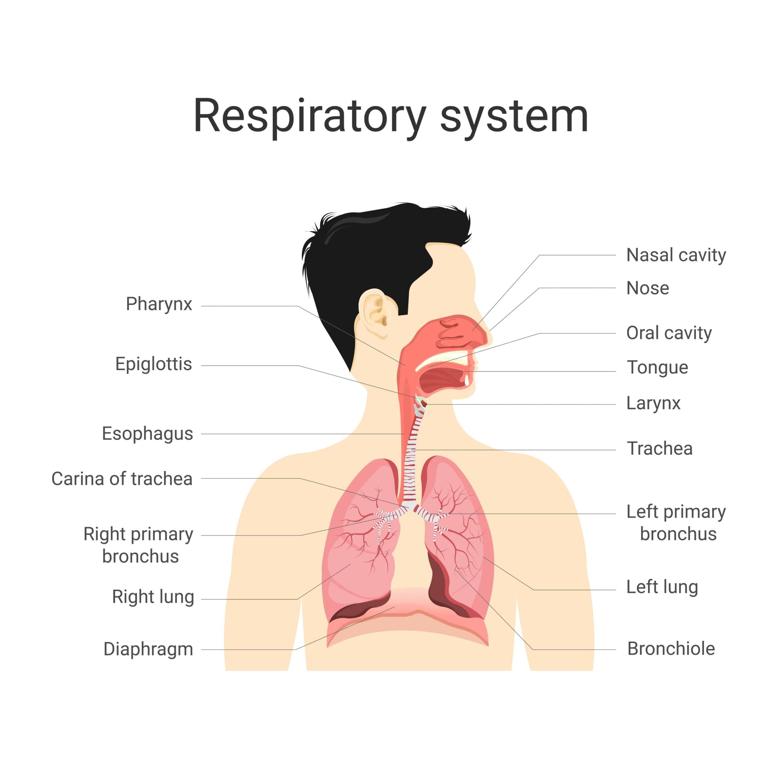 présentation du système respiratoire du corps humain