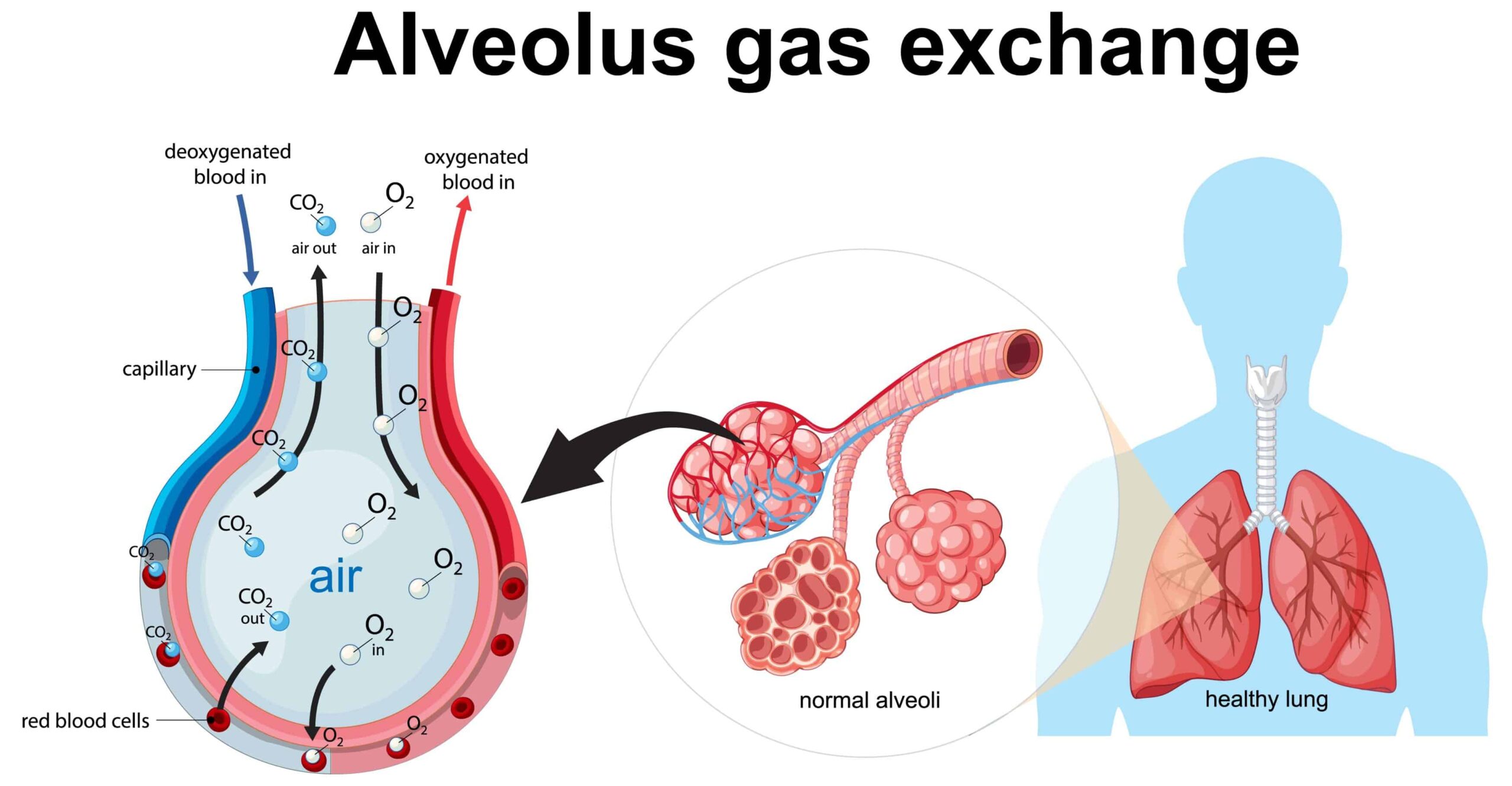 échanges gazeux respiration dans les poumons