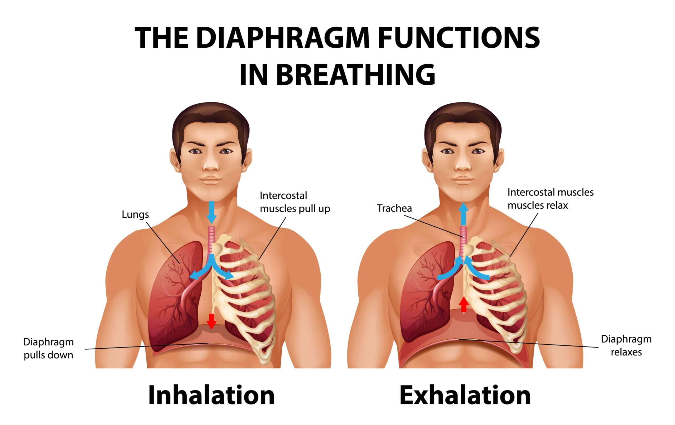 illustration du rôle du diaphragme pendant la respiration