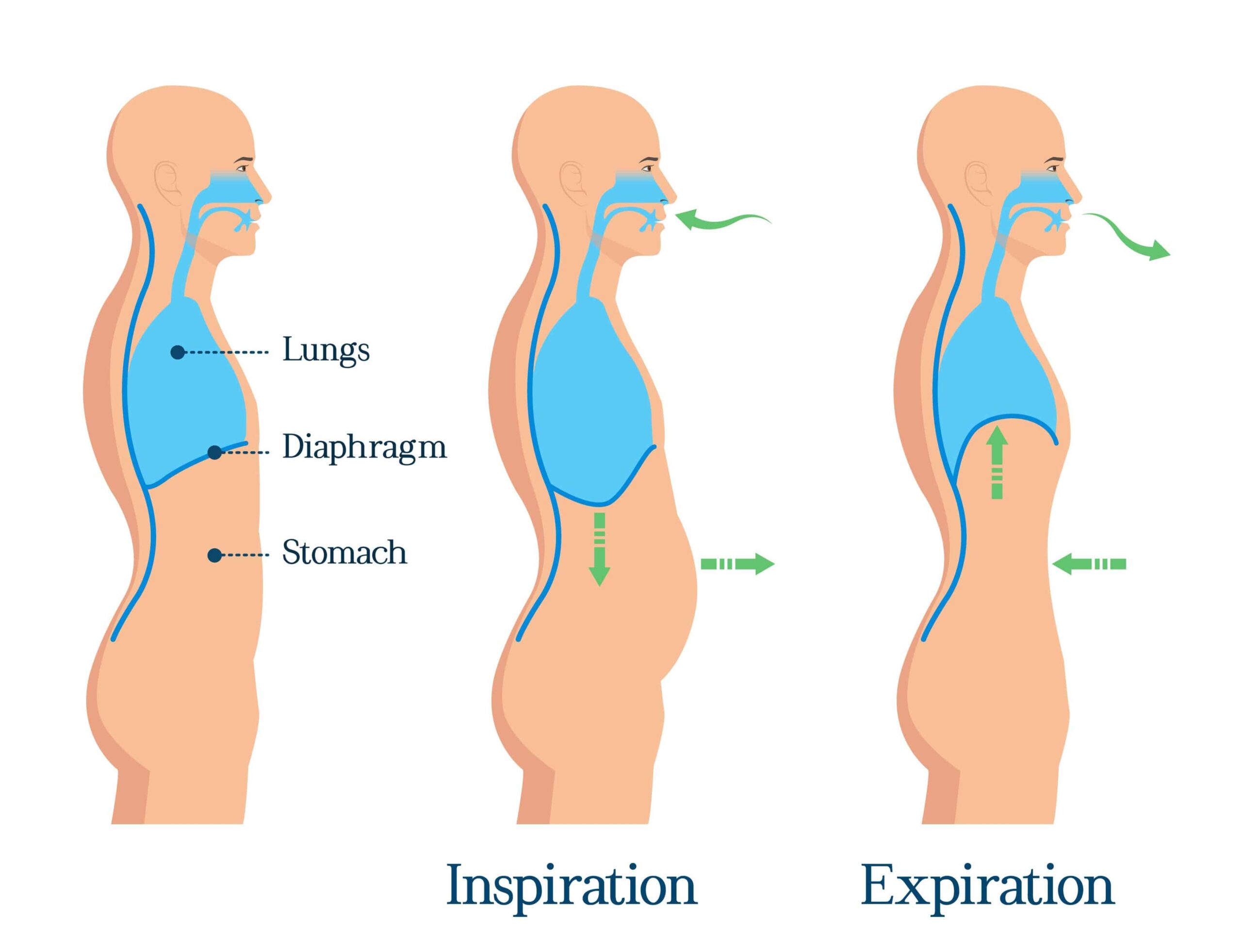 illustration du mécanisme d'inspiration et d'expiration humain